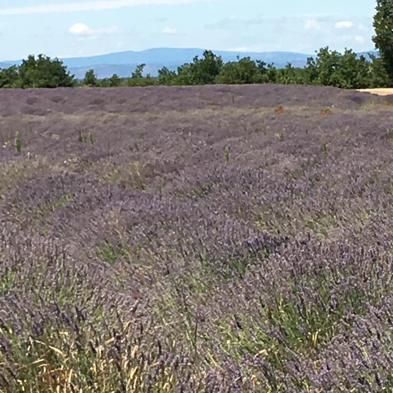 Le Mas Shabanou Bed & Breakfast Roquefort Les Pins Bagian luar foto